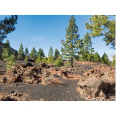 Teneriffa gemütlich erwandern (8 Tage: 19.11. - 26.11.2018)