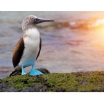 Ecuador & Galapagos (10 oder 15 Tage: April - Dezember 2018)