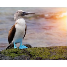 Ecuador & Galapagos (10 oder 15 Tage: April - Dezember 2018)